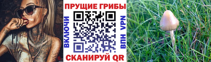 МЕГА ссылки Евпатория площадка состав Галлюциногенные грибы GOLDEN TEACHER